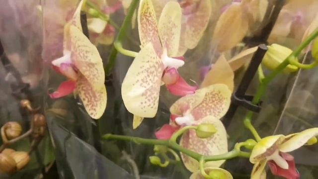 8 Марта ОРХИДЕИ фаленопсисы в LEROY MERLIN ЛЕРУА МЕРЛЕН Орхидея Orchid ORCHIDS ОРЕНБУРГ смотреть онлайн