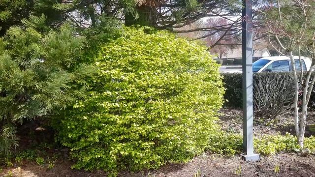 Burning Bush or Winged Euonymus / Euonymus alatus 'Compacta' смотреть онлайн