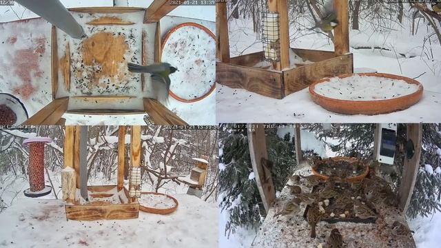 Трансляция с кормушек для птиц. 21.01.2021 года. город Калуга смотреть онлайн