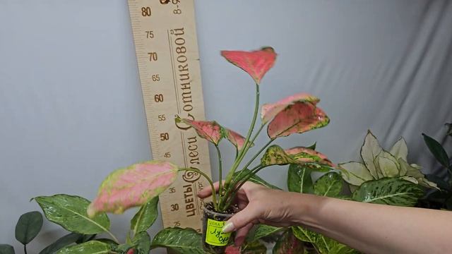 МЕГА РАСПРОДАЖА Аглаонем от 2200 до 2850 р. Обзор сортов с ценами смотреть онлайн