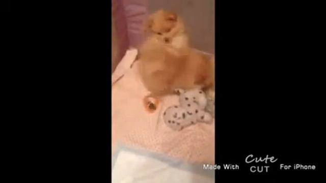 наши щенки смотреть онлайн