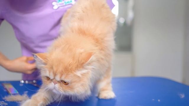 If only I could cut this cat's fur everyday!??✂️❤️ so lovely!! смотреть онлайн