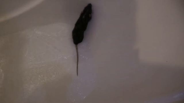 Как помыть крысу? Моем (купаем) домашних крыс. Секреты, лайфхаки, нюансы купания. смотреть онлайн