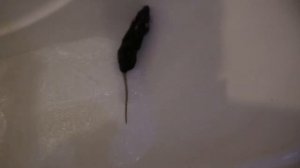 Как помыть крысу? Моем (купаем) домашних крыс. Секреты, лайфхаки, нюансы купания.