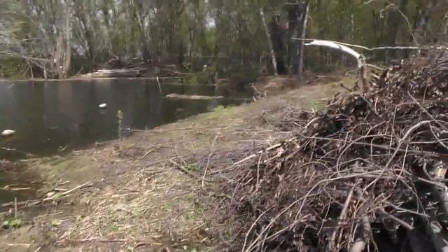 Храмовый пруд (молоканешный). 01. 05. 2016. Снимал Владимир Пащенко смотреть онлайн