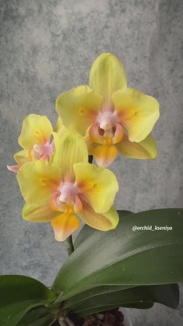 Phal. Geurendgeel (Aromageel) ? Яркая голландская желтая мультифлора в скромном домашнем цветении смотреть онлайн