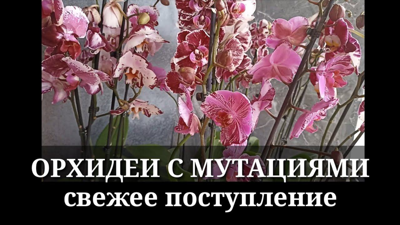 ОРХИДЕИ С МУТАЦИЕЙ / НОВОЕ ПОСТУПЛЕНИЕ Arks Ray, Veronica Mutant, Magic Art, Орхидея Шоколад смотреть онлайн