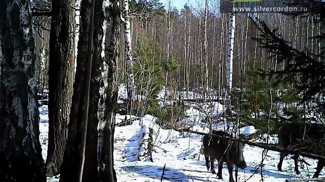 Фотоловушка KG-860NV смотреть онлайн