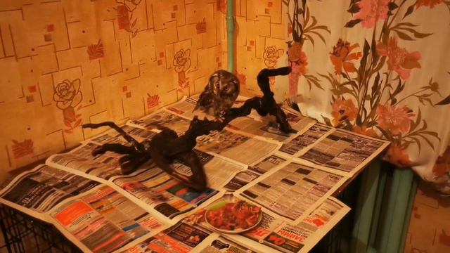 В гостях у Тани и совушек! смотреть онлайн