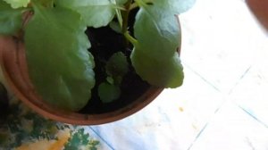 Каланхоэ прищипка  и размножение.