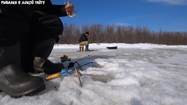 Ловим сига в протоке, плюс разведка таёжной реки смотреть онлайн