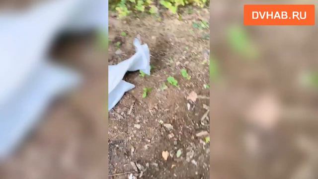 Змеи заполонили улицы города смотреть онлайн