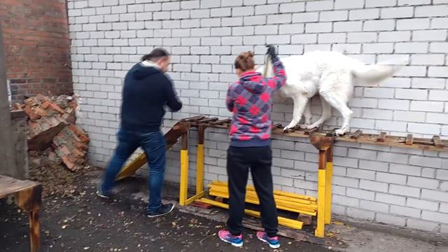 Икар проходит с первого раза! смотреть онлайн