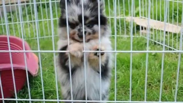 шпиц мерле окраса. девочка (зарезервирована) смотреть онлайн