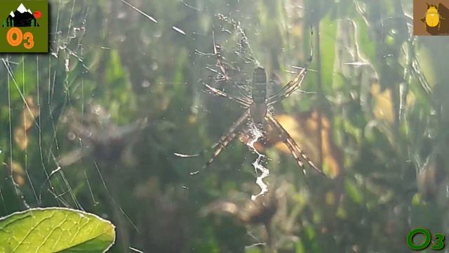Жуткий ПАУК-оса.Ядовитый,полный рассказ о пауке.Оз смотреть онлайн