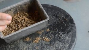 Выращивание Бонсай из семян. Бонсай с самого начала. Посадка семян