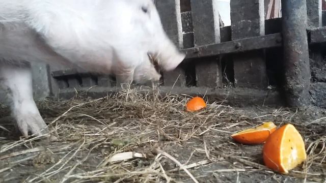 🔊 cute pig is eating orange and kiwi / pig lunch / свинья ест апельсин обед смотреть онлайн