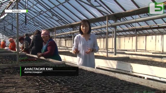 Цветущий Бишкек смотреть онлайн