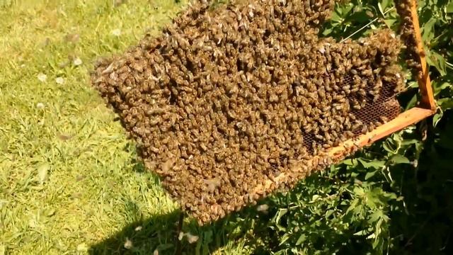 РОЙ БЕЗ МАТКИ