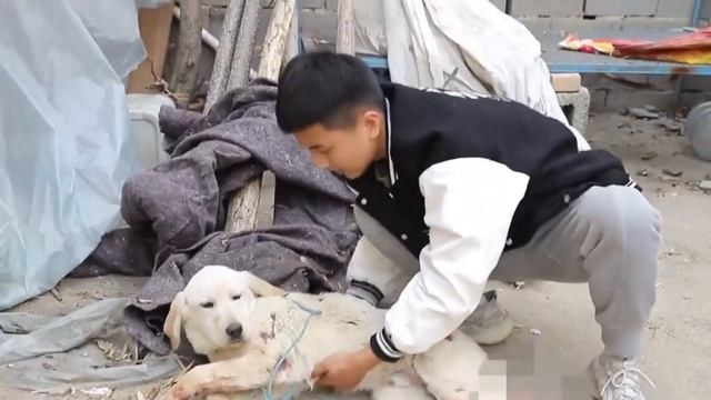 Labrador beaten by alcoholic master, boiling water burns skin, picking off hamstrings, painful смотреть онлайн
