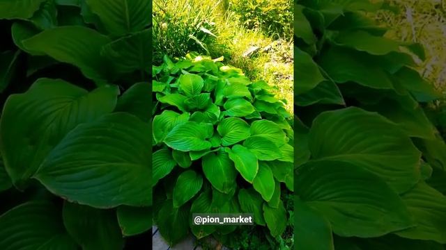 Хоста в тени / Хоста на солнце #shorts смотреть онлайн