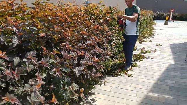 Стрижка пузереплодника калинолистного кусторезом смотреть онлайн