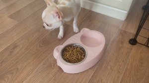 #Vlog/ Купила собаку/ Чихуахуа для новичков