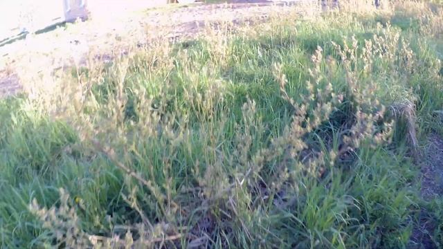 ВЕСНОЙ У ГОЛУБИКИ КРАСНЕЮТ ЛИСТЬЯ,РАЗБОР ПОЛЁТОВ. смотреть онлайн