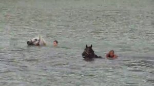 Купание коней в озере Абрау.