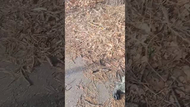 Готовимся с Шаманом к охоте смотреть онлайн