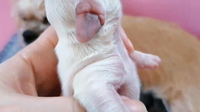 Ника и её детки. Щенкам 2дня. 💙💙💙💙💓 смотреть онлайн