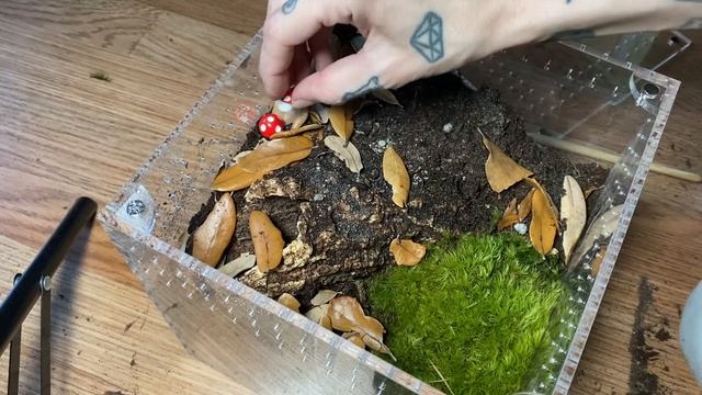 She DESERVES BETTER!.. GIANT Wolf Spider