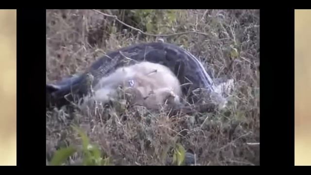 King Cobra vs Monkey Real Fight to Death - Big Snake Python Attack Baboon Eat to Stomach смотреть онлайн