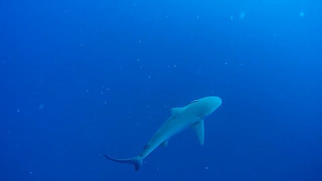 Shark Dive Protea Banks South Africa смотреть онлайн
