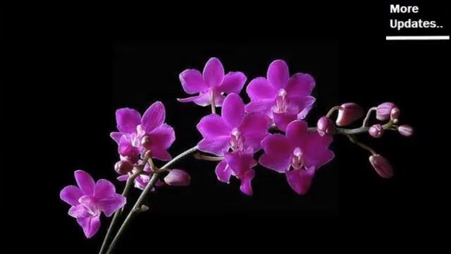 Purple Orchid Flowers | Orchid Flower Set Of Image Collection смотреть онлайн
