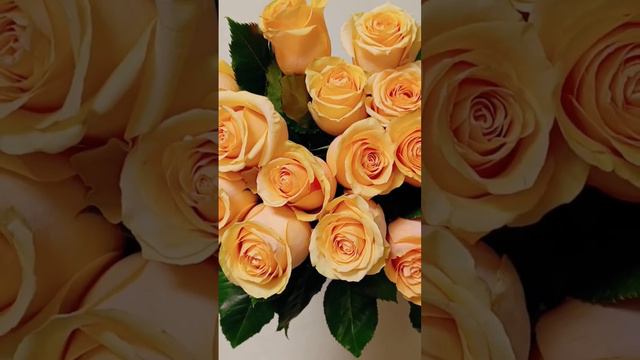 красота смотреть онлайн