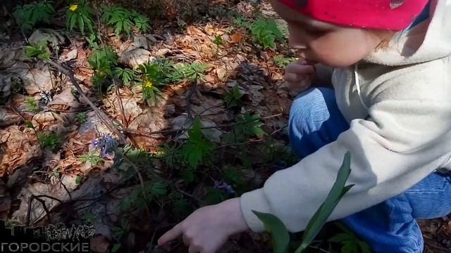 ?Собираем сморчки (сморчковые шапочки) с детьми. Грибной суп серде. Змея без хвоста. Гипноз лягушки смотреть онлайн