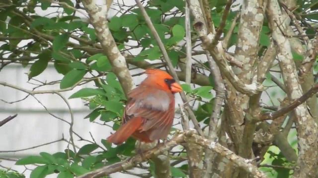 Rotkardinal ( Gesang ) ; Cardinalis cardinalis ; Cardinalul roșu смотреть онлайн