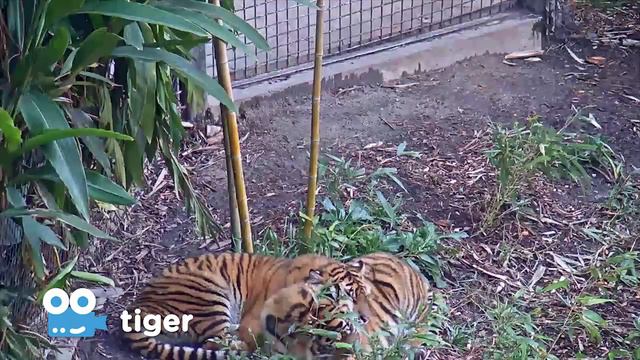 Zoo Cam - Tiger Cam at the San Diego Zoo Safari Park смотреть онлайн