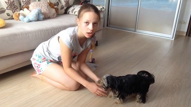 Как научить Йорка команде стыдно смотреть онлайн