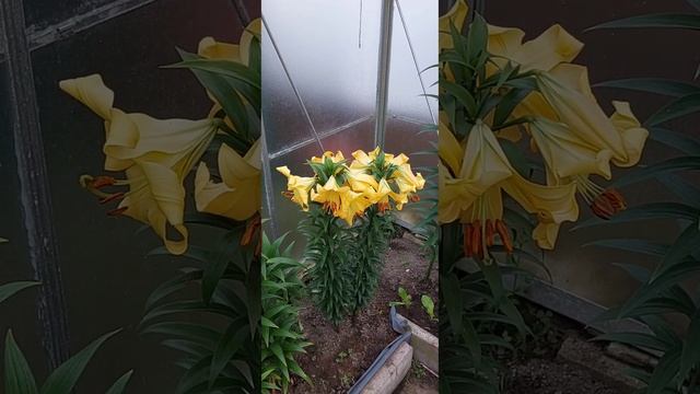 ?Лилия Сальтарелло подарит вам несколько минут наслаждения? смотреть онлайн