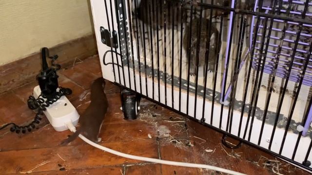 Знакомство ласки (Mustela nivalis, weasel) с чилийскими белками Дегу (Octodon degus) смотреть онлайн