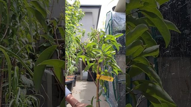 #1 unboxing the new LYCHEE TREE❤️❤️❤️???? смотреть онлайн