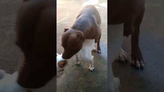 Cruza de pitmonsters/pitbull смотреть онлайн