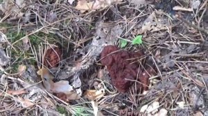 Грибы. Строчок гигантский. Мозговик.