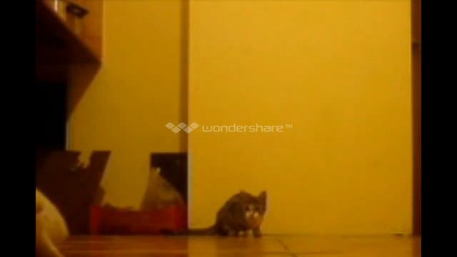 Моя кошка танцует?! OMG смотреть онлайн