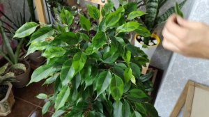 Формировочные обрезки фикусов. Бонсай/дерево на штамбе/пышный куст. Как я формирую свои фикусы