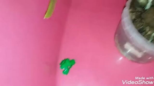 Отделение цветущей детки Дендробиума нобиле от материнского растения (орхидеи) 03 февраля 2019 год смотреть онлайн