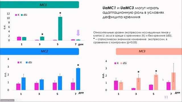 Роль метакаспаз в развитии и гибели клеток в лабораторнойкультуре диатомовой водоросли Ulnaria ac.. смотреть онлайн