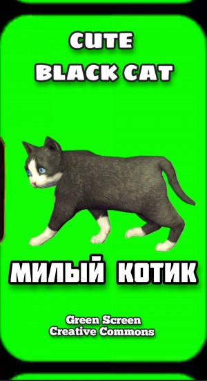 ЧЁРНЫЙ КОТИК хромакей футаж на зелёном фоне. Хромакей анимация GREEN SCREEN.